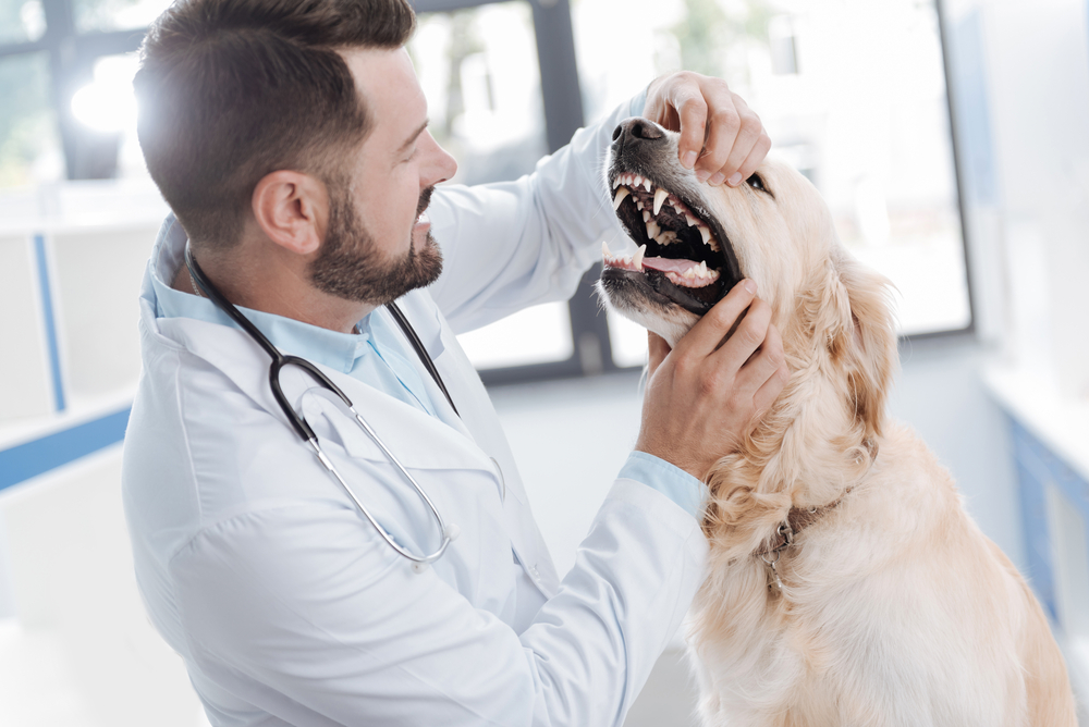 The Basics of Pet Dental Care