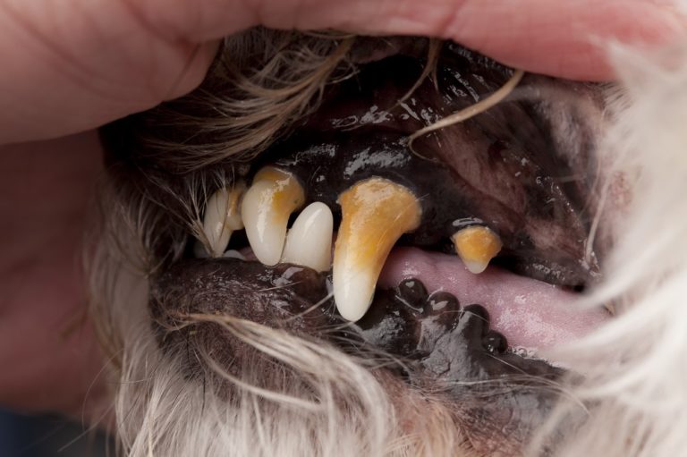 the-four-stages-of-pet-dental-disease-lone-tree-veterinary-medical-center